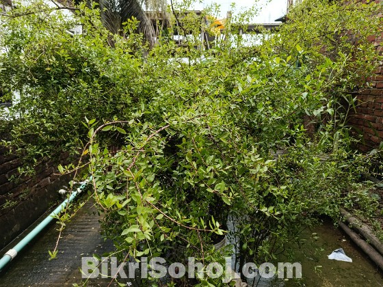 কাঁচা মেহেদী পাতা